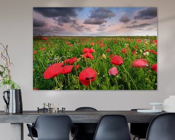 Poppies in the field by Ron ter Burg