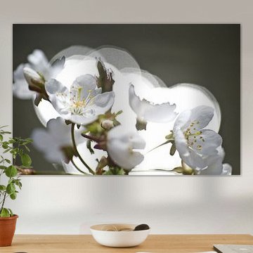 pruimenbloesem tegen zon