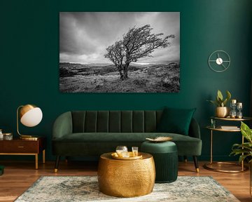 Tree, Landscape, Black and white van Stephan Smit