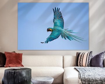 Vliegende Papagaai van Ulrich Brodde