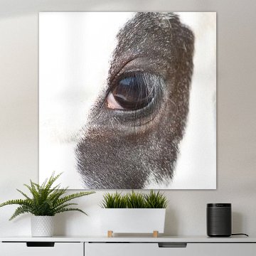 Die koe is niet bang