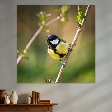 Kohlmeise im Frühling von Tobias Luxberg