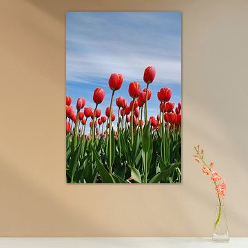 Red tulips