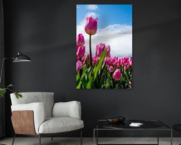 Tulpen van Johan van der Helm