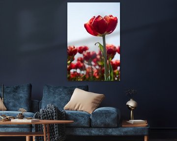 Tulpen sur Johan van der Helm