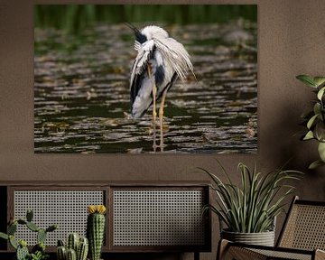 Grappige grijze reiger in het meer van Tobias Luxberg