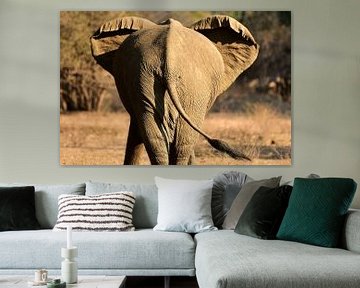 Olifant in Zimbabwe