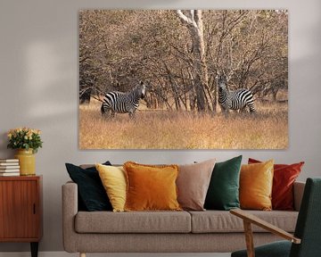 Zebra's in Afrika  van Francis Dost