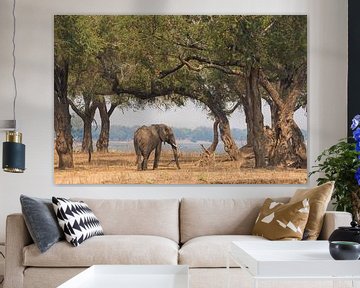 Afrikaanse olifant van Francis Dost