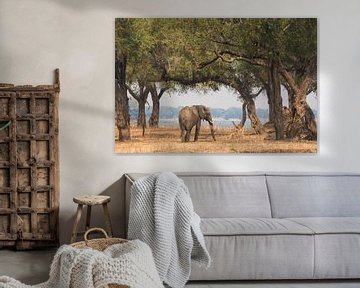 Afrikanischer Elefant von Francis Dost