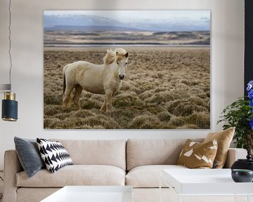 IJslander Paard: Wild en Vrij