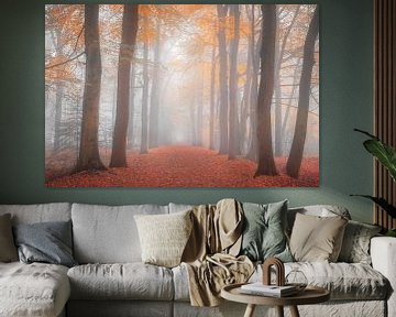 Herbstfarben im Wald von Stephan Smit