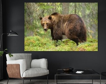 Brown bear in the woods sur Alex Roetemeijer