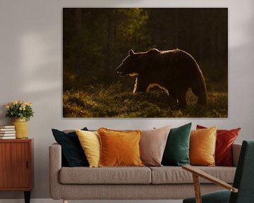 Bruine beer in het late zonlich. van Alex Roetemeijer