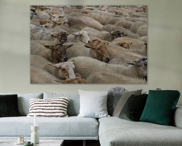 Kudde witte schapen