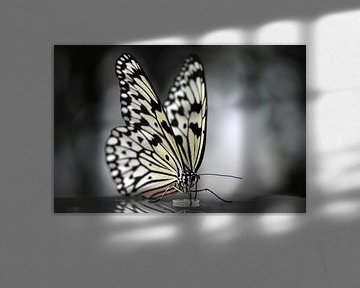 Vlinder in zwart wit