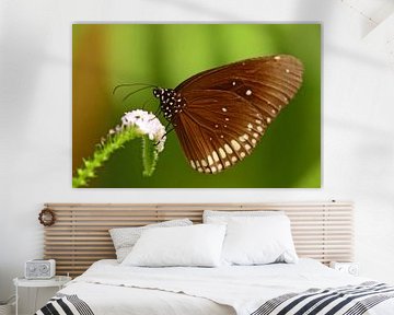 Bruine vlinder