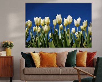 White tulips, blue sky