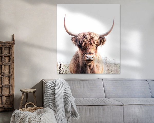 Highland cow 003