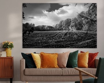 Corn fields in automn
