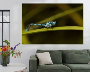 Damselfly posing on leaf van Luis Boullosa