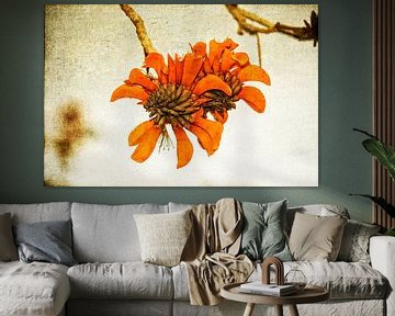 Orange flower by Eric van den Berg