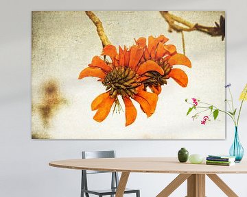 Orange Blume von Eric van den Berg