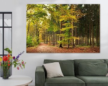 Forest landscape with beech trees by Corinne Welp