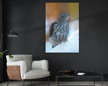 Goshawk in the snow. by Alex Roetemeijer