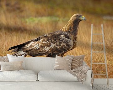 Golden Eagel. by Alex Roetemeijer