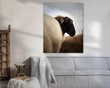 Portret van schapen in heideveld I van Luis Boullosa