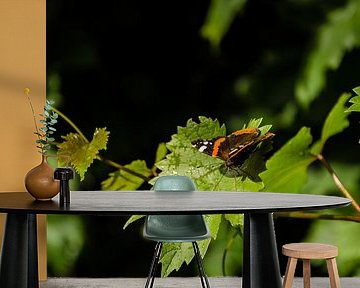 Should i stay or should i go | Atalanta butterfly