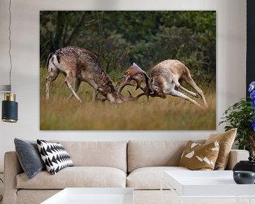 Fallow deer fight during mating season 