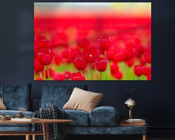 Des tulipes rouges dans un champ sur Sjoerd van der Wal Photographie