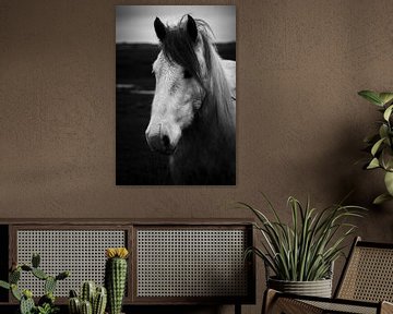 White horse portrait, Schiermonnikoog von Luis Boullosa