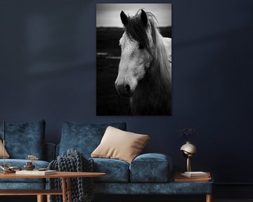 White horse portrait, Schiermonnikoog von Luis Boullosa