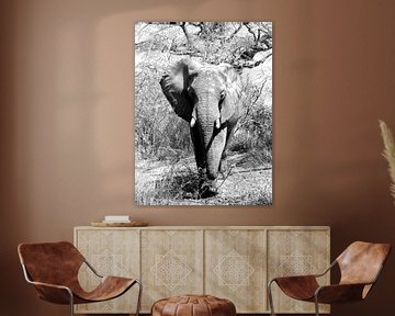 African Elephant black/white by Zoe Vondenhoff