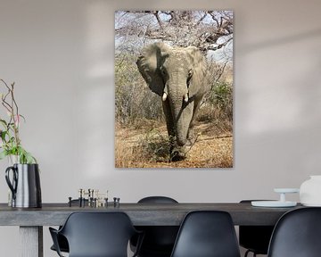 Afrikanischer Elefant in der Savanne von Zoe Vondenhoff