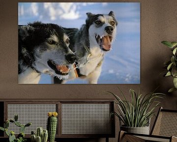 Blaffende honden bijten niet - Zweedse sledehonden van Barbara Koppe
