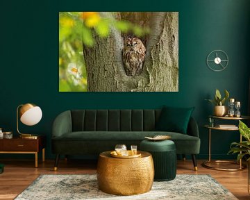 Tawny Owl sitting in a nesting hole in a tree  (Strix aluco). by Rob Christiaans