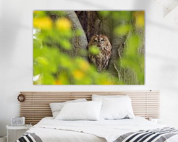 Tawny Owl sitting in a nesting hole in a tree  (Strix aluco). by Rob Christiaans