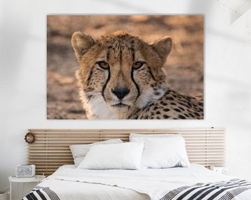 Cheetah portrait by Kees Molenaar