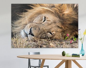 Portrait de lion mâle dans le HESC sur Kees Molenaar