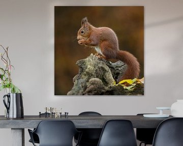 Eichhörnchen von Rob Christiaans