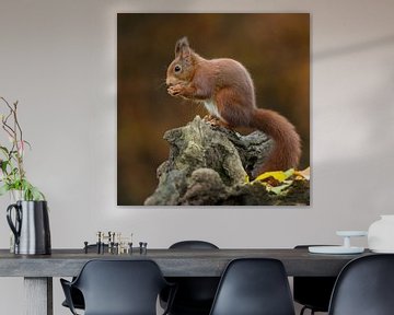 Red squirrel by Rob Christiaans