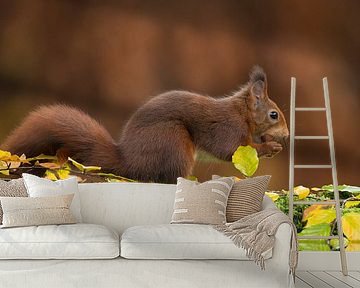 Eichhörnchen