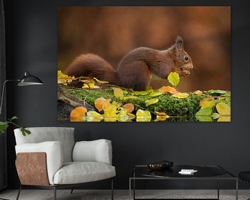 Eichhörnchen von Rob Christiaans