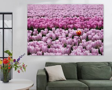 Rood gele tulp tussen rose paarse tulpen van W J Kok