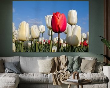 Rode tulp tussen witte tulpen van W J Kok