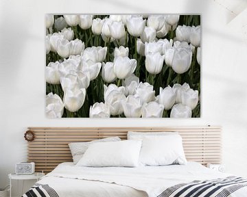 Witte tulpen tulp van W J Kok